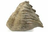 Woolly Mammoth Molar - Siberia #232723-2